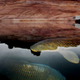 Carp surface at Dangling Rope Marina, reachable only by boat 43 miles from Glen Canyon Dam, at Lake Powell on March 26, 2007 near Page, Arizona.